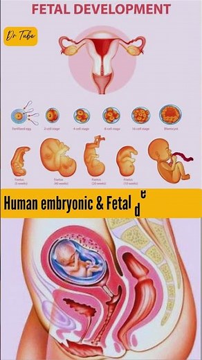 1 Week to 40 Week embryo is developing | Fetal growth stages #embryo #fetus #development