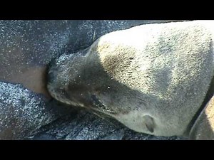 Baby Seal Breastfeeding