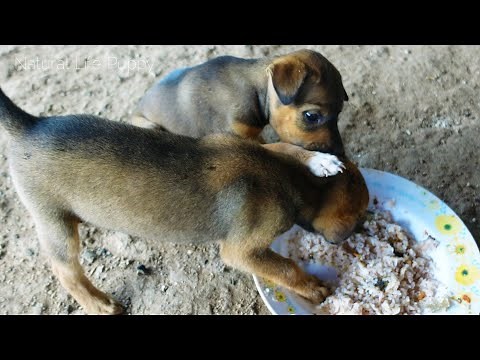 Hungry puppies crying loudly want food