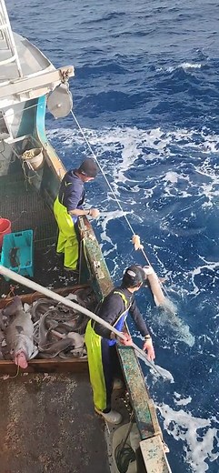 #olddave #fyp #sealife #roughseas #sea #ocean #fisherman #indonesian #memancing #ikan #kapal #comeonfishy #commercialfishing #fishing #skyisfalling | FunPlus24H