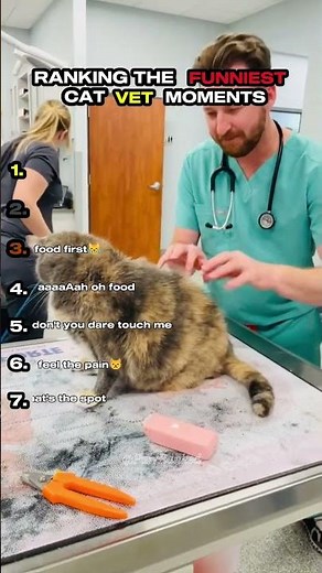 Ranking the Funniest Cat Veterinary Moments