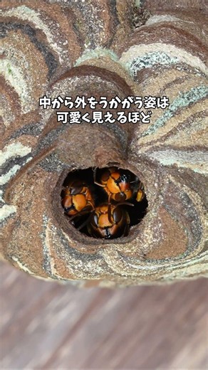 Surprisingly Docile: The Yellow-Legged Hornet #Hornet #InsectObservation