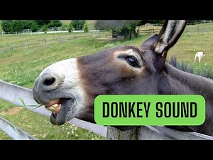 Donkey sound | what sound does a donkey make