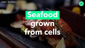 Cell-grown fish fillets