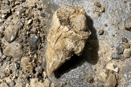 Adventure's Calling: This Park Is Ideal for Discovering Fossils in Ohio