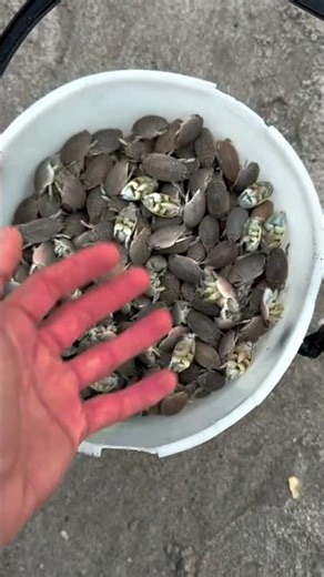 Bucket full of aliens #fishing #fishingtips #shorts