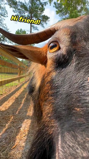 10K views · 199 reactions | A little message from Scruffaluffagusto YOU (send this to someone who needs to hear this message) | Alyssa’s Animal Sanctuary | Facebook