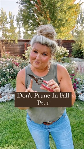 Do not prune hydrangeas in the fall and here’s why.. * if they are an old wood variety, prune will cut off next years blooms * Pruning in early fall while the weather is mild promotes growth in a time a plant should be storing up energy for winter. * Pruning in late may not give the plant enough time to harden off the new cuts and could be susceptible to frost damage Old wood hydrangeas shouldn’t be prune unless absolutely necessary. You can prune them back by 1/3 immediately after they bloom in