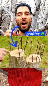 133K views · 424 reactions | Grafting new techniques on fruit trees #grafting | Mimic World 2 | Facebook