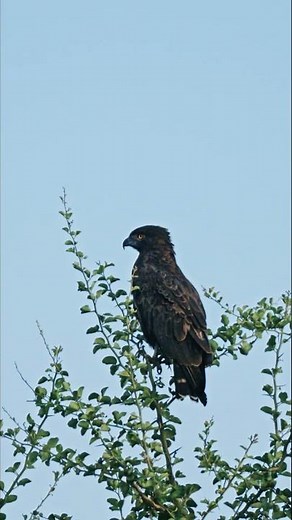 brown snake eagle