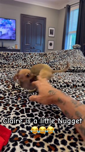 122K views · 11K reactions | Even though this is gizmo’s month,...