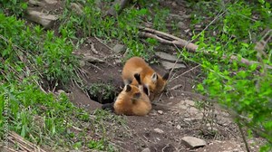 Two young fox pups playing with each other at the entrance to their den. Windsor in Broome County in Upstate NY. 2 of 5 fox pups born in spring 2021 on Seward Road.