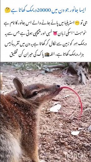 Numbat: Eats 20,000 Termites Daily 🐜😱 #numbat #naturefacts #rareanimals #wildlife #nature #shorts
