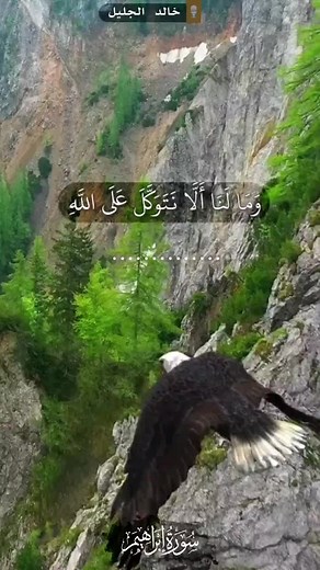 Majestic Eagle Soars Through Rugged Mountain Landscape