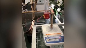 14K views · 425 reactions | ⚖️ See Spot. He's a little ruby-throated hummingbird with a big personality. Spot is also super smart and has mastered scale training! Get the story behind this video from Bird House keeper Lori Smith and curator Sara Hallager. ✏️STORY: https://s.si.edu/3bur8D6. | Smithsonian’s National Zoo and Conservation Biology Institute | Facebook