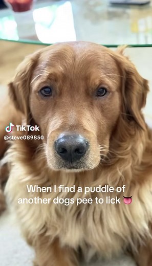 Golden Retriever's Funny Puddle Licking Moment