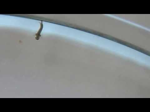 Mosquito Larva swimming in clear water
