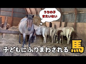 【北海道和種の仔馬】仔馬に振り回される馬
