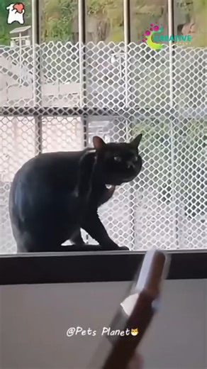 70K views · 1.3K reactions | That flop was Oscar-worthy. | Creative Company | Facebook