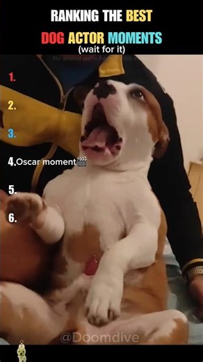 These Dogs Are Better Actors Than Us 😭 #shorts #ranking