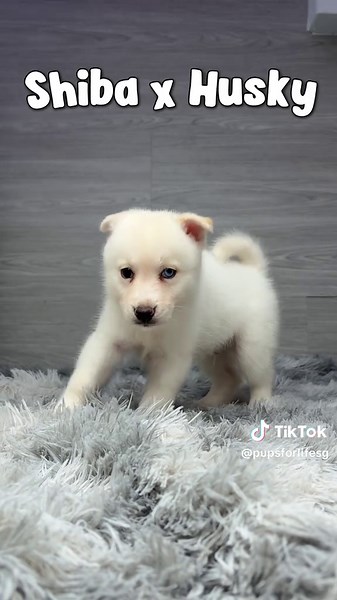 Understanding Heterochromia in Dogs