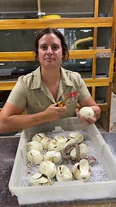 161K views · 4.2K reactions | Have fun learning about a bunch of different animals around the zoo! | The Reptile Zoo | Facebook