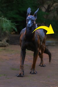 Weirdest Animals In The World Ever To Be Caught On Camera | Aliens UFO Caught on Camera