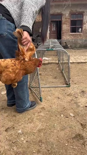How to Catch Chickens Fast Simple Tunnel System