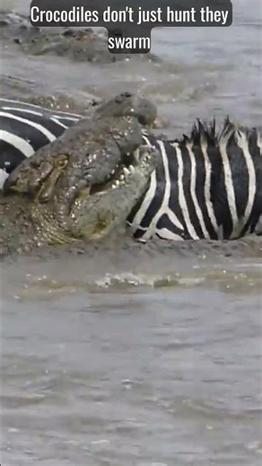 Crocodiles Attack Zebra Masai Mara River Migration #crocodile #wildebeest #migration #zebra
