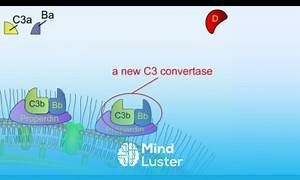 Mind Luster - Learn Alternative pathway of complement activation Complement system Shomu s Biology