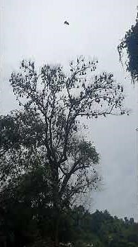 flying fox / Flughunde 🇱🇰#nature #wildlife