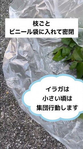 ⚠️『イラガ』出ました‼️バラの害虫シリーズ①イラガ前線北上中⚠️スケスケの葉っぱが目印🌿絶対に素手で触らないで‼️ #02友 #ガーデニング #02onz #イラガ#バラの害虫