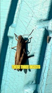 Why You Should Learn to Identify These 3 Bugs Before SHTF