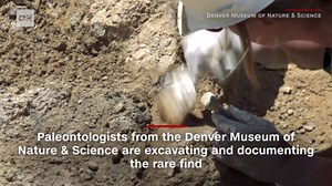 Watch these scientists dig up dinosaur bones
