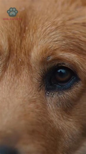 “He lay down under the sign that said No Pets Allowed… and waited anyway.” People walked past him all day. Nurses noticed. Security noticed. But the dog didn’t move. He curled up beneath the hospital sign, rain-soaked and silent, eyes fixed on the sliding doors. No barking. No whining. Just waiting. No one knew how long he had been there. Hours. Maybe days. Then one afternoon, the doors opened—and a weak voice called his name. The dog stood up instantly. His tail trembled. His legs shook. And in
