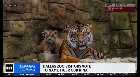 Dallas Zoo names new Sumatran tiger cub after conservation ranger