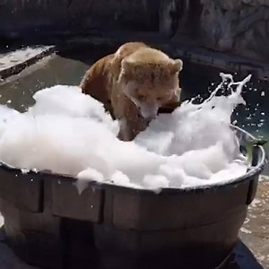 384K views · 29 reactions | Grizzly bear at the Denver Zoo splashes around in her bubble bath Everyone loves bubble baths — even grizzly bears  | Yahoo Canada | Facebook