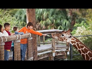 【ASMR/作業用】動物園の音【Zoo sound】