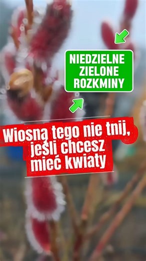 Wiosną tego nie tnij, jeśli chcesz mieć kwiaty #ogrodnictwo #knurów