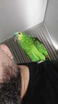 Da o pé loro #parrots #birds #cockapoo #puppy #papagaio