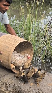 Ducklings are Hatching with Chickens Hen #ducklings | Sami Loft & FarmHouse
