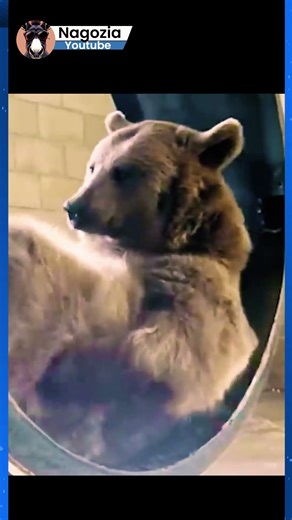 Funny moments of sleeping animals | Subscribe now