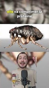 PUPUCE #culturegenerale #nature #animaux #puce #resistance