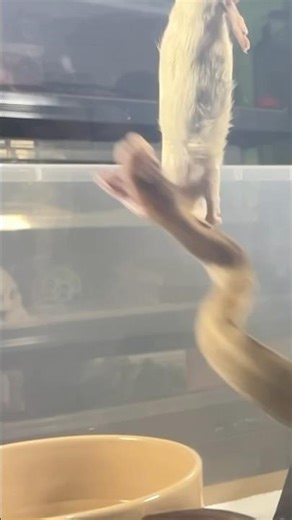 CROCODALE JR. | Champagne Lavender Royal / Ball Python | #strike #short ❌🎬 (21.07.25)