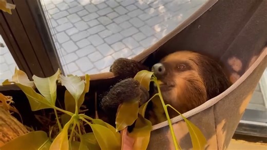Breakfast in bed for Lightning! Mango leaves are a favorite food item for most sloths. However, they have very little nutritional value. This is why a sloth’s metabolism is so slow - their body needs lots of time to extract every little bit of what the leaves have to offer. Thus, sloths typically only need to relieve themselves once every 7-10 days! | Cincinnati Zoo & Botanical Garden