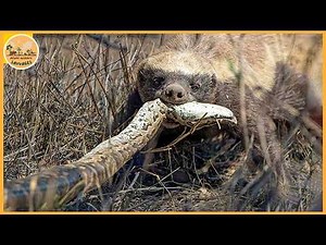 Les attaques de ratels les plus féroces filmées à la caméra | Animaux sauvages