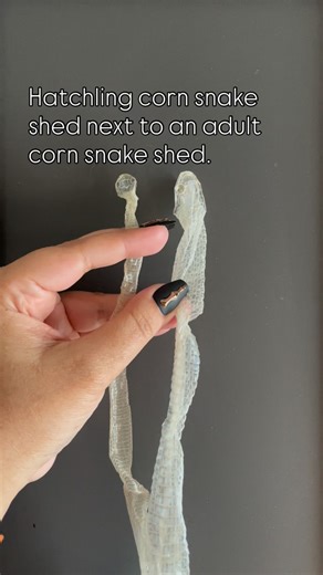 Seven-Headed Serpents on Instagram: "Snake sheds tend to stretch up to 30 percent, but this still gives up a good idea of how much they grow. Also, the tail part of the adult shed was folded up on itself, which I didn’t realize until editing this. So the adult shed is even longer. A pretty cool visual nonetheless! #snakesofinsta #snakeshed #cornsnakes #pantherophis #pantherophisguttatus #coolsnakes #snakekeepers #snakebreeding"