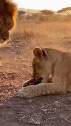 Scott Hyman | 🦁 The law of the jungle: when instinct is stronger than fear In the wild, hierarchy determines almost everything. Dominant males set the... | Instagram