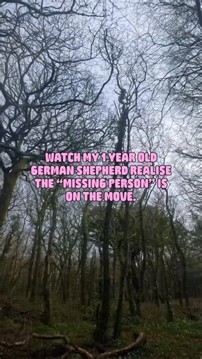 Olive the GSD + Chloe the Treat Dealer on Instagram: "AHHHH what a session that was! Honestly she was fantastic and completely on it today🤘🏻 Our second walking “misper” and each time clearly indicating and signalling this is the person! Thankyou to @love_your_paws_dogtraining for this incredible session🤘🏻🙌🏻 And as always, if you aren’t doing some for of scent work, trailing or tracking with your dog, you’re missing out, it’s AMAZING🥹❤️ #dog #germanshepherd #fyp #reels #cornwall"