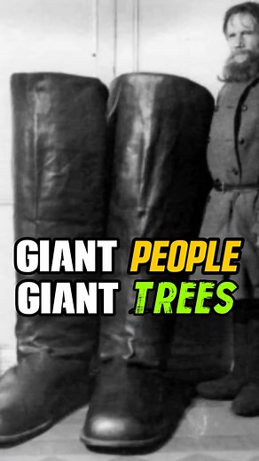 36K views · 1.4K reactions | Giamts and Giant Trees #tartaria #tartarianempire #tartariantechnology #tartarianmudflood #tartarianarchitecture #tartariangiants #tartariantruth #tartarianhistory #historytok #HistoryTime #historyfacts #historyteacher #historychannel #cultivateelevate #cultivateelivate2 #cultivateelev8 #fyp #fypシ #fypシ゚viral #viral #viralvideo | Cultiv8 Elev8 | Facebook